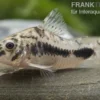 Schachbrett-Zwergpanzerwels, Corydoras habrosus
