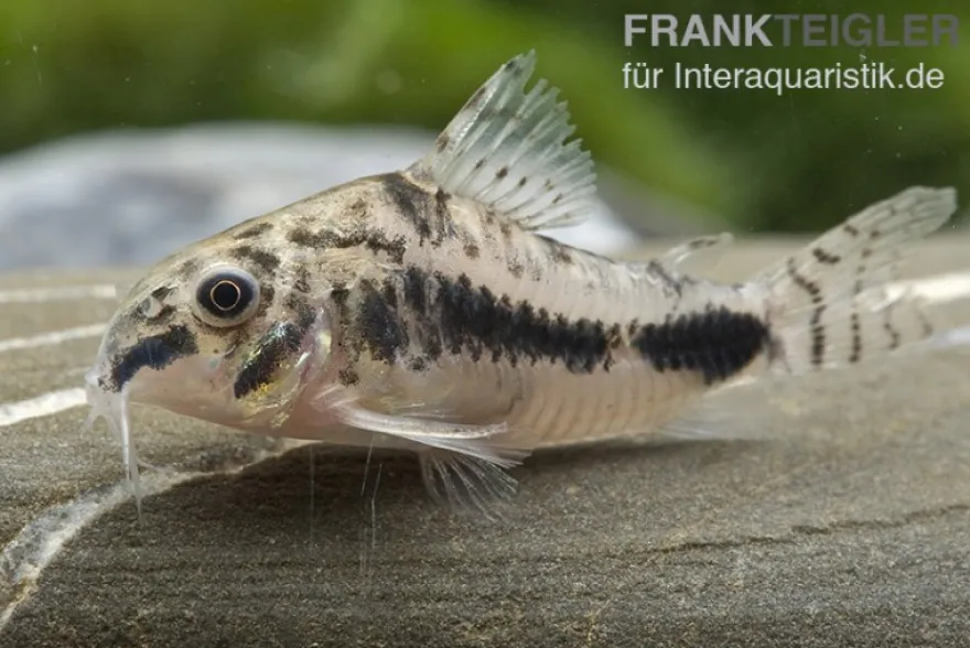 Schachbrett-Zwergpanzerwels, Corydoras habrosus