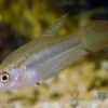 Schallers Knurrender Gurami, Trichopsis schalleri (Minifisch) 2,5-4 cm