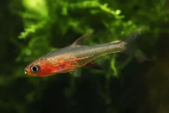Scharlach-Bärbling, Sundadanio rubellus