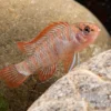 Scharlachroter Zwergblaubarsch, Dario dario (Minifisch)