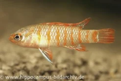 Scharlachroter Zwergblaubarsch, Dario dario (Minifisch)