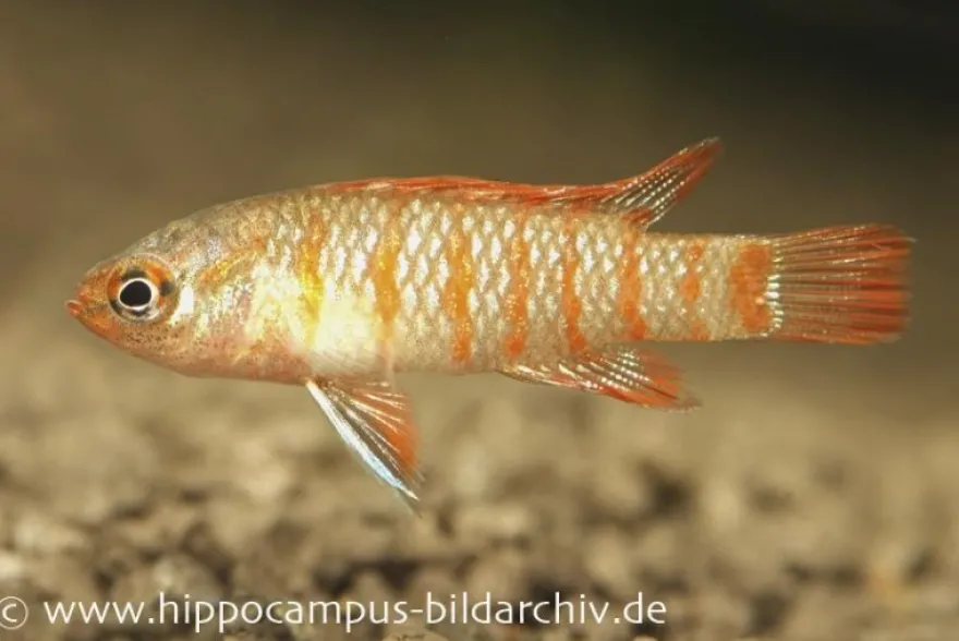 Scharlachroter Zwergblaubarsch, Dario dario (Minifisch)