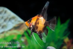 Scharlachrot-Goldener Skalar, Pterophyllum scalare Kin Hi Utsuri, DNZ