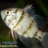 Scheibenbarsch, Enneacanthus chaetodon, 5-8 cm (Kaltwasser)