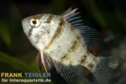 Scheibenbarsch, Enneacanthus chaetodon, 5-8 cm (Kaltwasser)