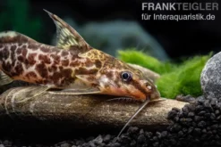 Scherenschwanz-Fiederbartwels, Synodontis soloni