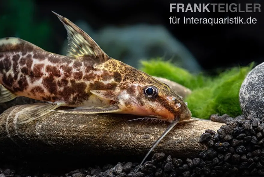 Scherenschwanz-Fiederbartwels, Synodontis soloni