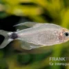 Schilfsalmler, Hyphessobrycon elachys, 1,5-2 cm