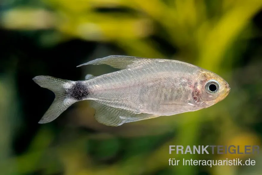 Schilfsalmler, Hyphessobrycon elachys, 1,5-2 cm