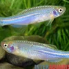 Schillerbärbling, Brachydanio albolineatus