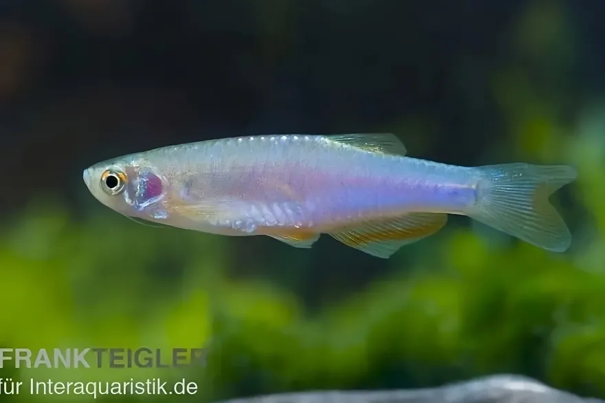 Schillerbärbling, Brachydanio albolineatus