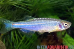 Schillerbärbling, Brachydanio albolineatus