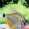 Schillersalmler, Tetragonopterus argenteus