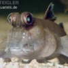 Schlammspringer, Periophthalmus barbarus