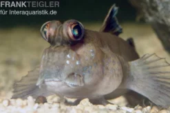 Schlammspringer, Periophthalmus barbarus