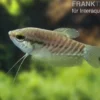 Schlangenhautfadenfisch, Trichogaster pectoralis