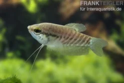 Schlangenhautfadenfisch, Trichogaster pectoralis