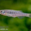Schlangenhaut-Zwergbärbling, Danio aesculapii