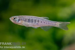 Schlangenhaut-Zwergbärbling, Danio aesculapii