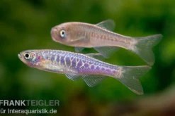 Schlangenhaut-Zwergbärbling, Danio aesculapii