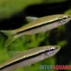 Schlankbärbling, Rasbora daniconius, 5-7 cm