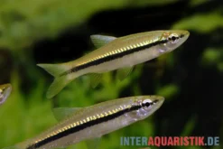 Schlankbärbling, Rasbora daniconius, 5-7 cm