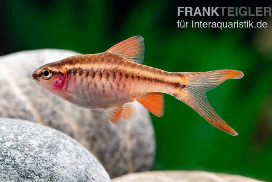 Schleier-Bitterlingsbarbe, Rohanella titteya longfin