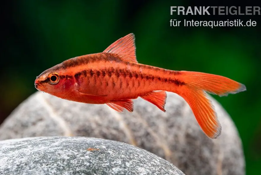 Schleier-Bitterlingsbarbe, Rohanella titteya longfin