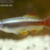 Schleierkardinal, Tanichthys albonubes, DNZ