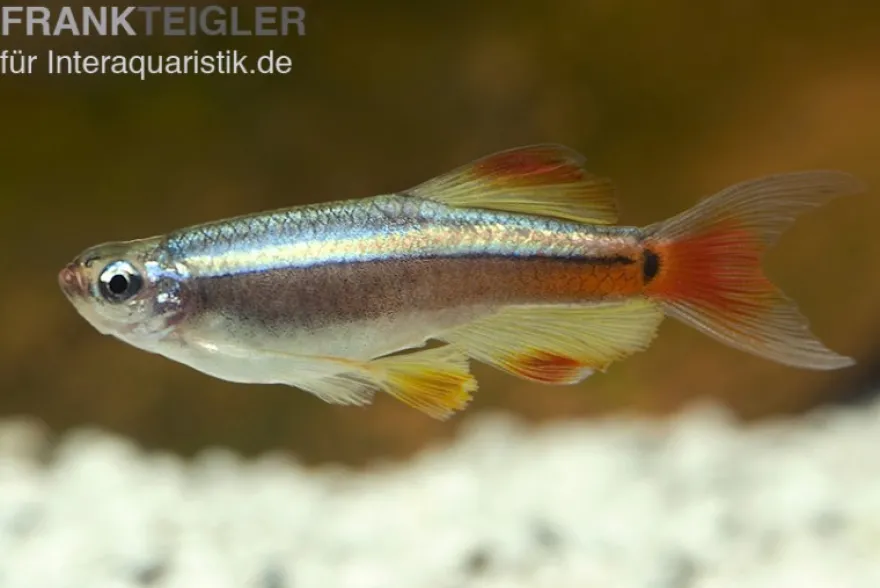 Schleierkardinal, Tanichthys albonubes, DNZ
