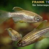Schleier-Leopardbärbling, Danio rerio var. frankei