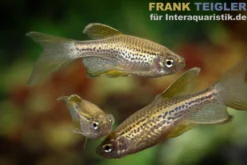 Schleier-Leopardbärbling, Danio rerio var. frankei