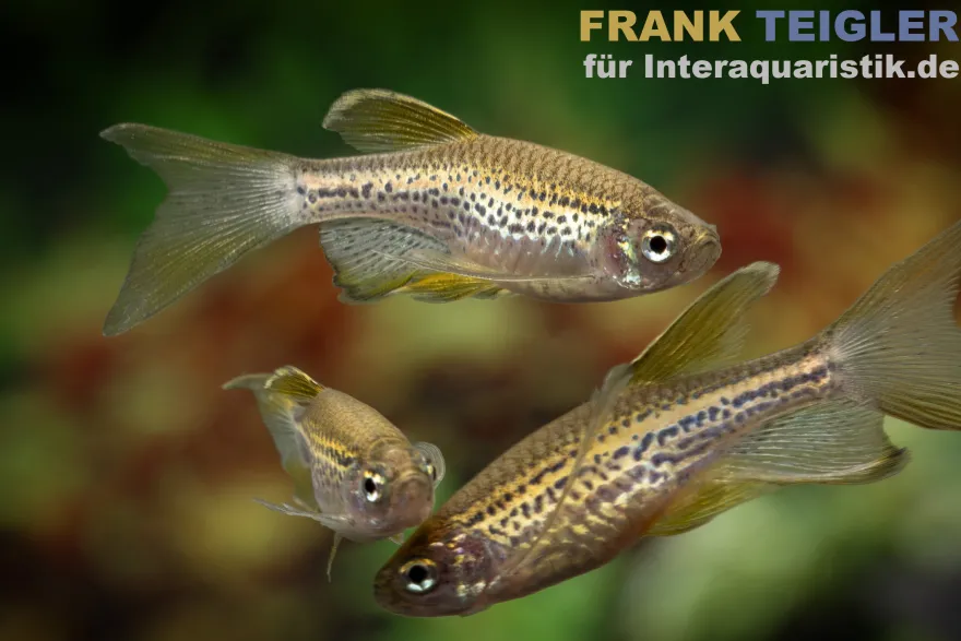 Schleier-Leopardbärbling, Danio rerio var. frankei