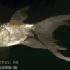Schleierschwanz Bronze, Carassius auratus (Kaltwasser)