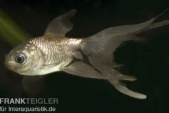 Schleierschwanz Bronze, Carassius auratus (Kaltwasser)