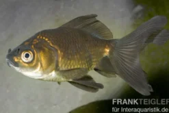 Schleierschwanz Bronze, Carassius auratus (Kaltwasser)