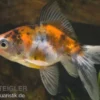 Schleierschwanz Calico, Carassius auratus, 5-8 cm (Kaltwasser)