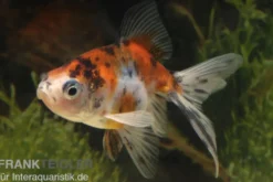 Schleierschwanz Calico, Carassius auratus, 5-8 cm (Kaltwasser)