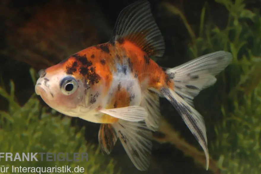 Schleierschwanz Calico, Carassius auratus, 5-8 cm (Kaltwasser)