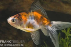 Schleierschwanz Calico XL, Carassius auratus