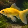 Schleierschwanz gelb, Carassius auratus (Kaltwasser), Größe 8-10 cm