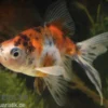 Schleierschwanz / Oranda MIX, Carassius auratus, (Kaltwasser)
