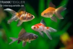 Schleierschwanz / Oranda MIX, Carassius auratus, (Kaltwasser)