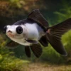 Schleierschwanz Panda Butterfly, Carassius auratus, 4-6 cm (Kaltwasser)