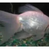 Schleierschwanz Platinum weiß, Carassius auratus (Kaltwasser)