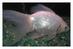 Schleierschwanz Platinum weiß, Carassius auratus (Kaltwasser)