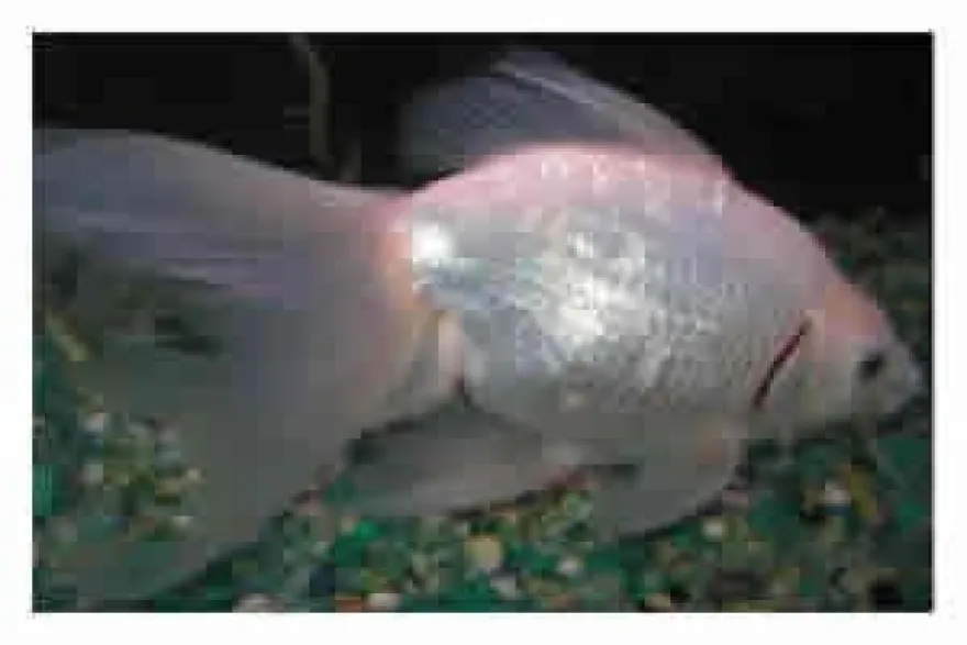 Schleierschwanz Platinum weiß, Carassius auratus (Kaltwasser)