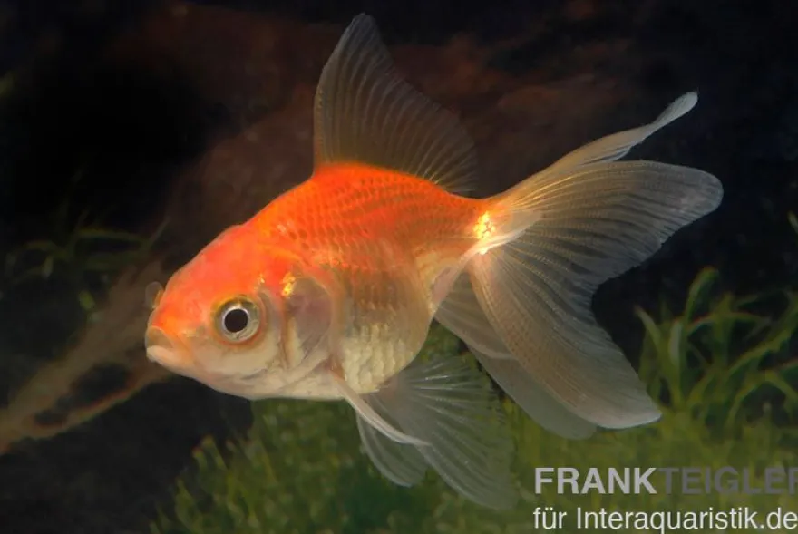 Schleierschwanz rot, Carassius auratus, (Kaltwasser)