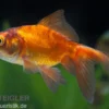 Schleierschwanz rot-schwarz, Carassius auratus, 5-8 cm (Kaltwasser)